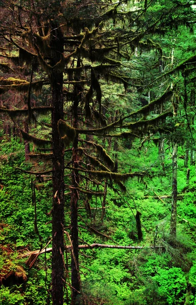 stock image Wild forest