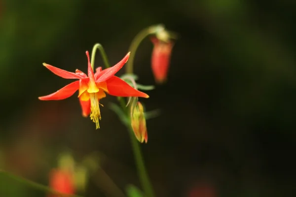 Stock image Indian paintbrush