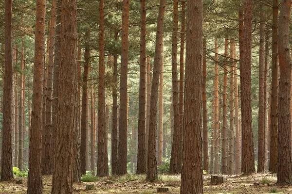 stock image Scot's Pine Forest