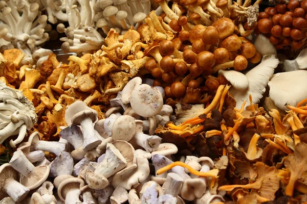 Stock image Edible mushroom varieties