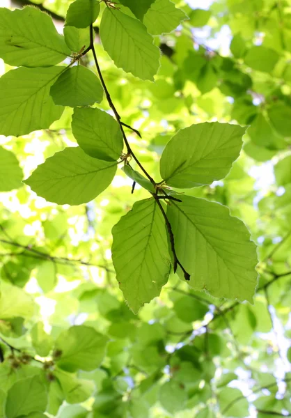 Stock image Beech Leaves