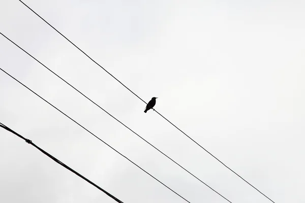 A bird sitting on wires — Stock Photo, Image