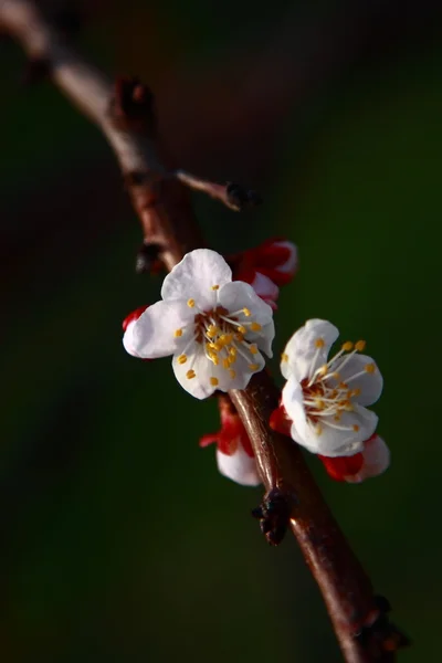 First blossomed cherry blossoms on a branch — Stock Photo, Image