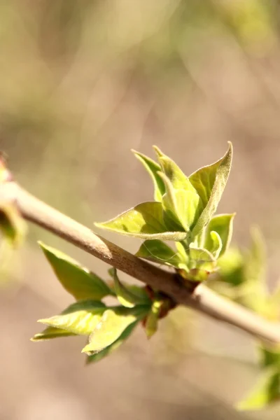 Las primeras hojas de primavera en una rama de árbol —  Fotos de Stock
