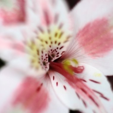 Pink flower petals