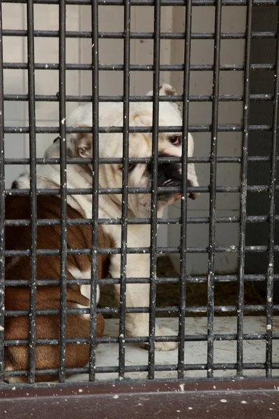 stock image Dog behind bars