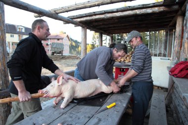 Üç adam bir domuz üzerinde şiş hazırlanıyor