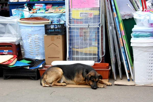 Der Hund in der Nähe der Geschäfte — Stockfoto