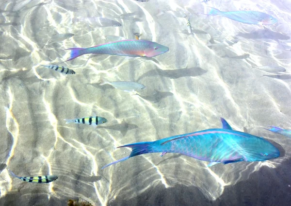 Pesci esotici in mare — Foto Stock