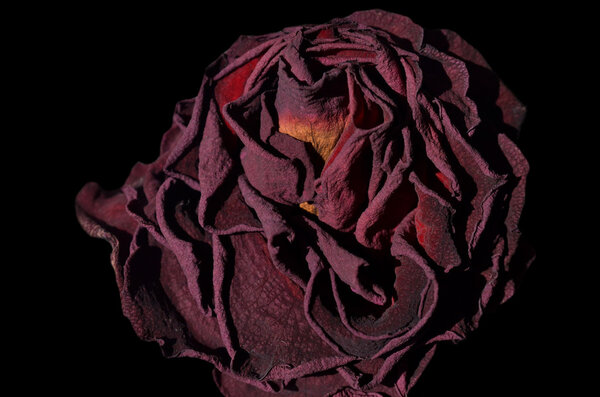 Dry rose on black background