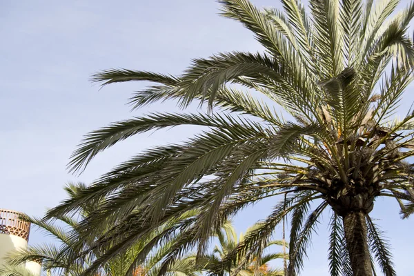 stock image Palm tree In Malaga