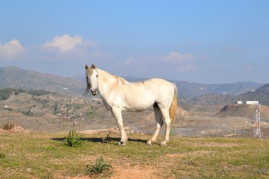 beyaz atın bir dağ Malaga