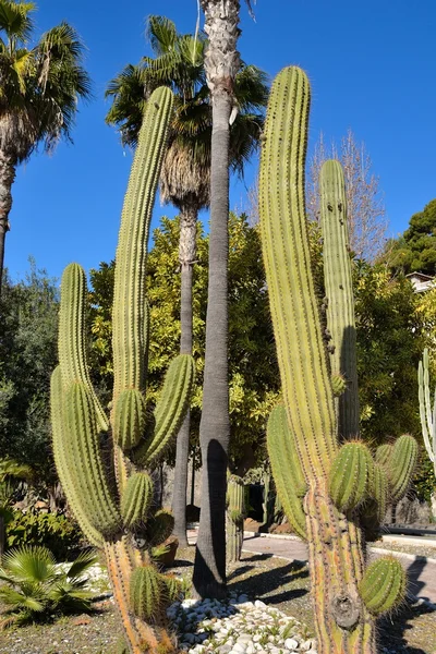 stock image A lush green cactus