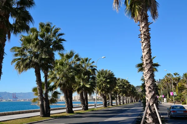 Paseo con palmeras en Málaga —  Fotos de Stock