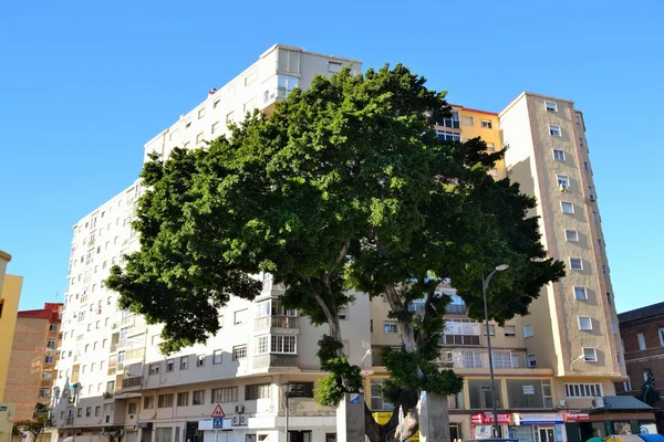 Drzewo tył budynku w malaga — Zdjęcie stockowe
