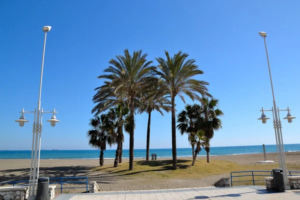Palmiers sur le fond marin du centre de Malaga — Photo