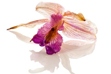 Dried Orchid clipart