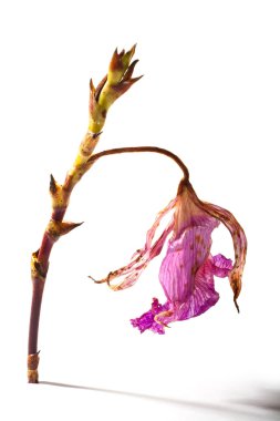 Dried Orchid clipart