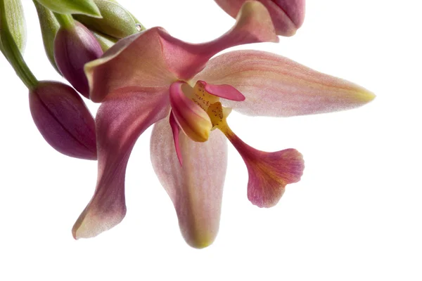 Orchidee — Stockfoto
