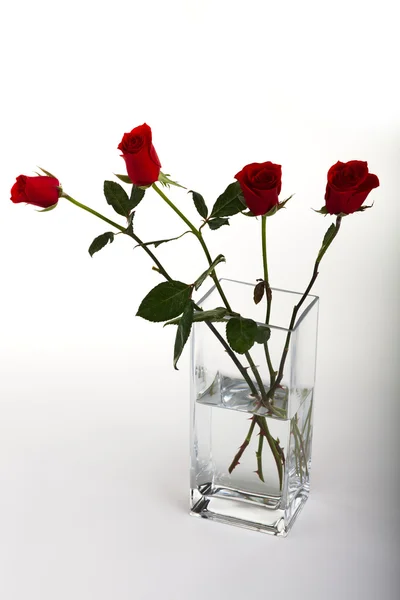 Trandafiri roșii — Fotografie, imagine de stoc