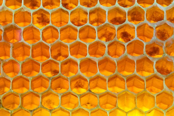 Nid d'abeille — Photo