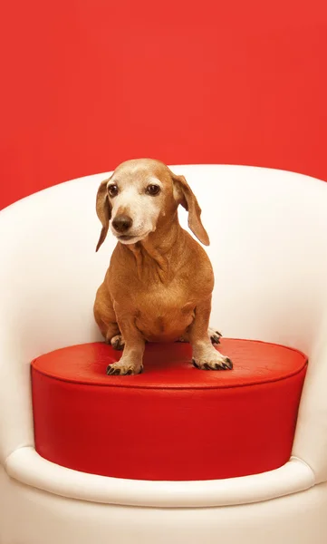 stock image Dachshund sitting on a red pouf