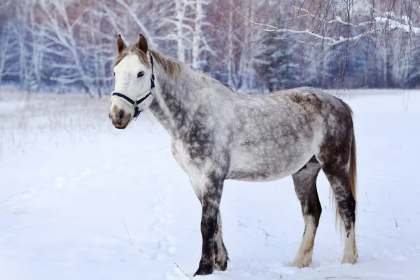 Gray horse in the winter forest — Stock Photo, Image