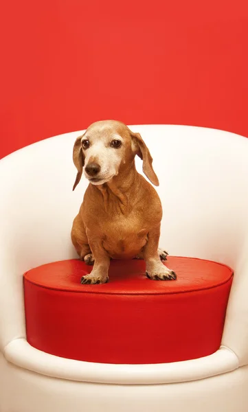 Dackel sitzt auf einem roten Hocker lizenzfreie Stockbilder