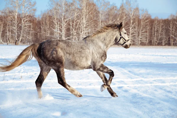 Galloping gray horse — Stock Photo, Image
