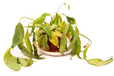 Wilted pot houseplant on white clipart