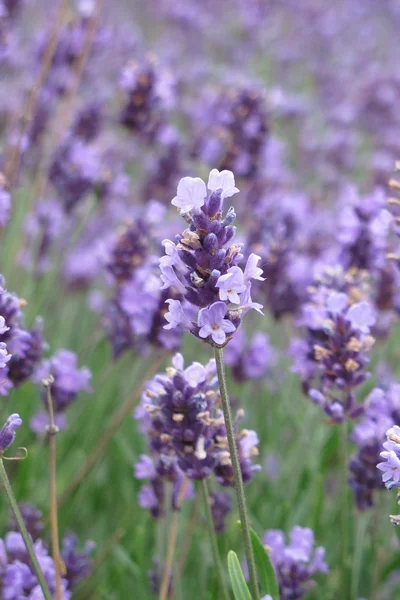 stock image Levander flower