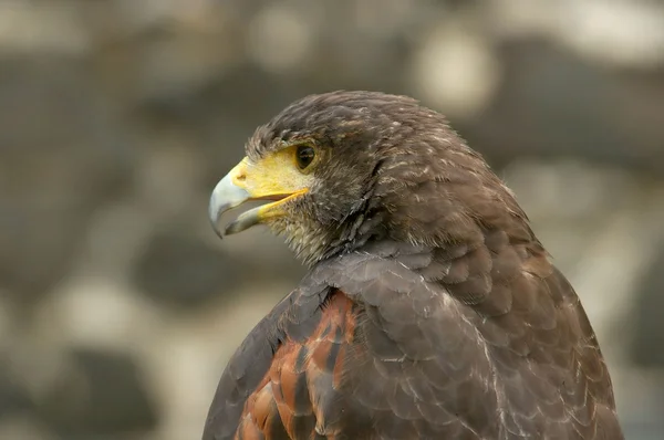 stock image Buzzard