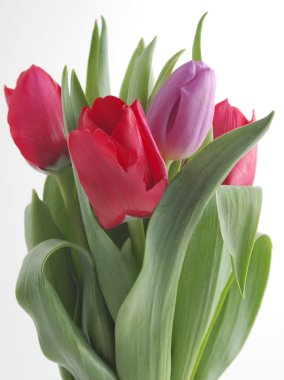 Beyaz arka planda izole laleler