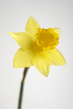 Daffodil on white clipart