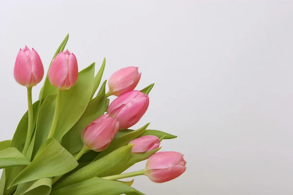 Tulpaner isolerade på en vit bakgrund — Stockfoto