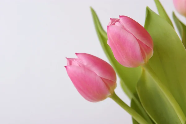 Tulipanes aislados sobre un fondo blanco — Foto de Stock