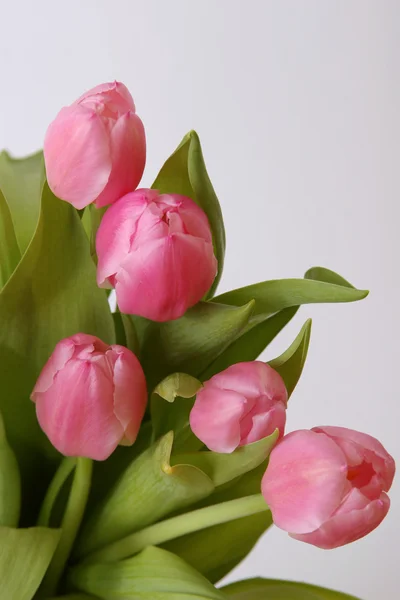 Тюльпаны изолированы на белом фоне — стоковое фото