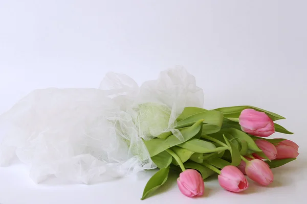 Tulips isolated on a white background — Stock Photo, Image