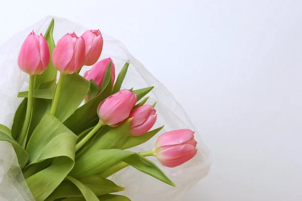 Tulips isolated on a white and background — Stock Photo, Image