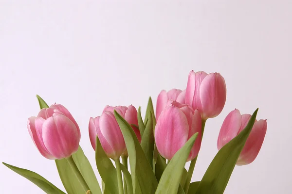 Tulips isolated on a white and background — Stock Photo, Image