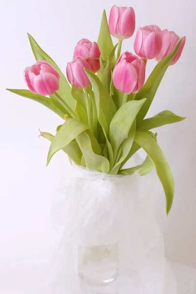 Тюльпаны изолированы на белом и заднем плане — стоковое фото