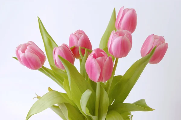 Tulipanes aislados sobre un fondo blanco — Foto de Stock
