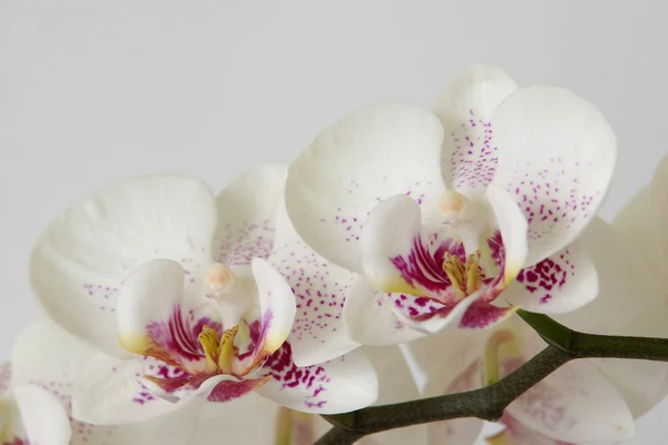 stock image Orchid flower on white background