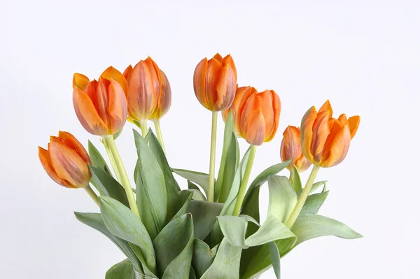 Tulpen geïsoleerd op een witte achtergrond — Stockfoto