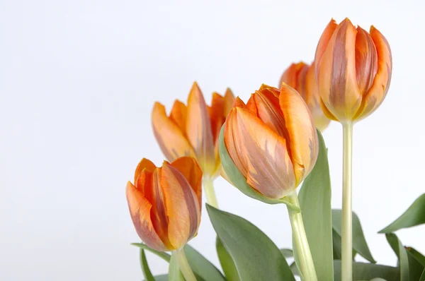 Tulpen geïsoleerd op een witte achtergrond — Stockfoto