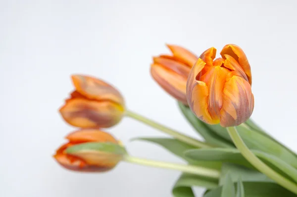 Tulips isolated on a white background — Stock Photo, Image