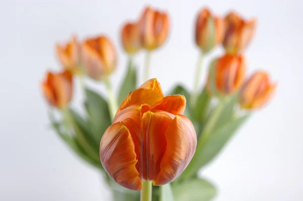 stock image Tulips isolated on a white background