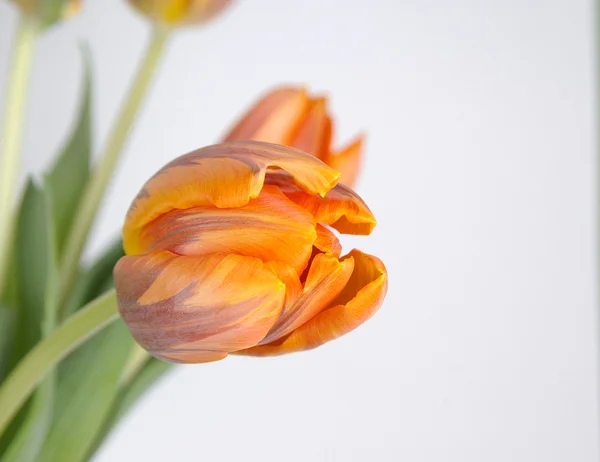 stock image Tulips isolated on a white background