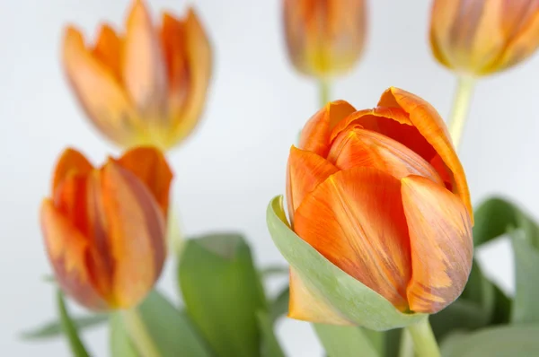 stock image Tulips isolated on a white background