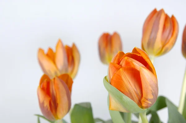 Tulipány izolované na bílém pozadí — Stock fotografie